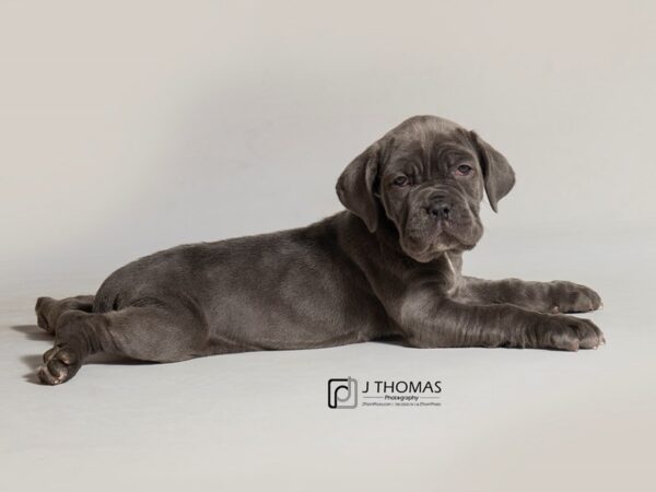 Neapolitan Mastiff DOG Female Blue 18457 Petland Topeka, Kansas