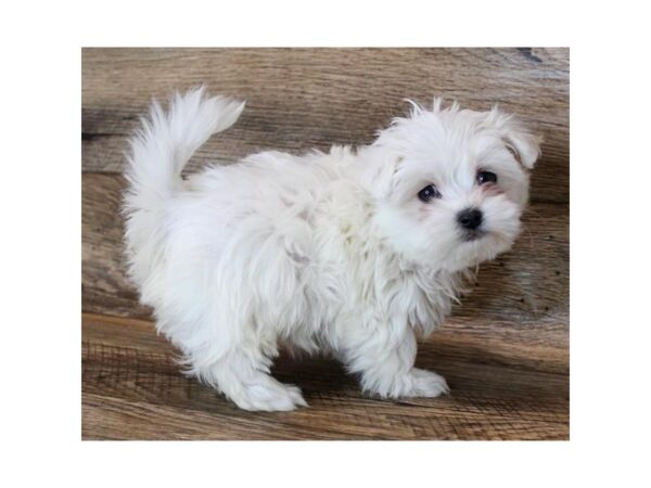 Maltese DOG Male White 18469 Petland Topeka, Kansas