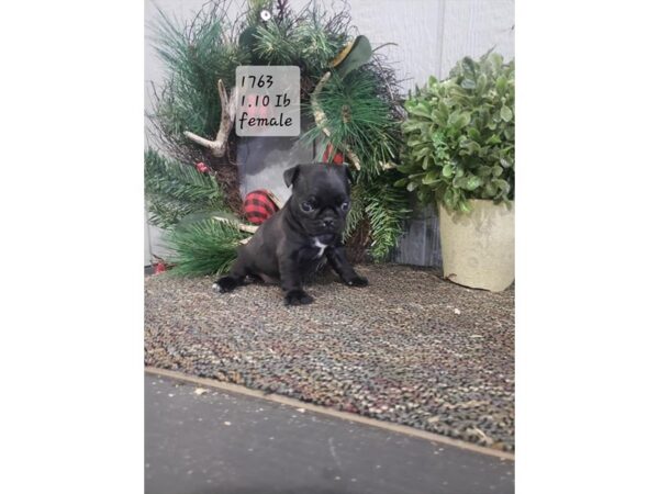 Pug DOG Female Black 18473 Petland Topeka, Kansas