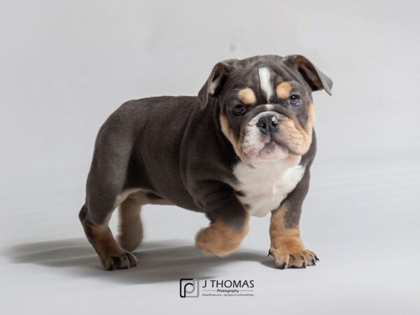 Bulldog DOG Female Blue Tan / White 18471 Petland Topeka, Kansas