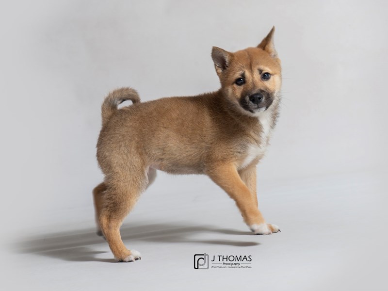 Shiba Inu-DOG-Female-Red Sesame-3015904-Petland Topeka, Kansas