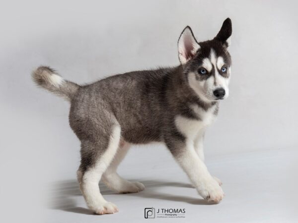 Siberian Husky DOG Male Black / White 18474 Petland Topeka, Kansas