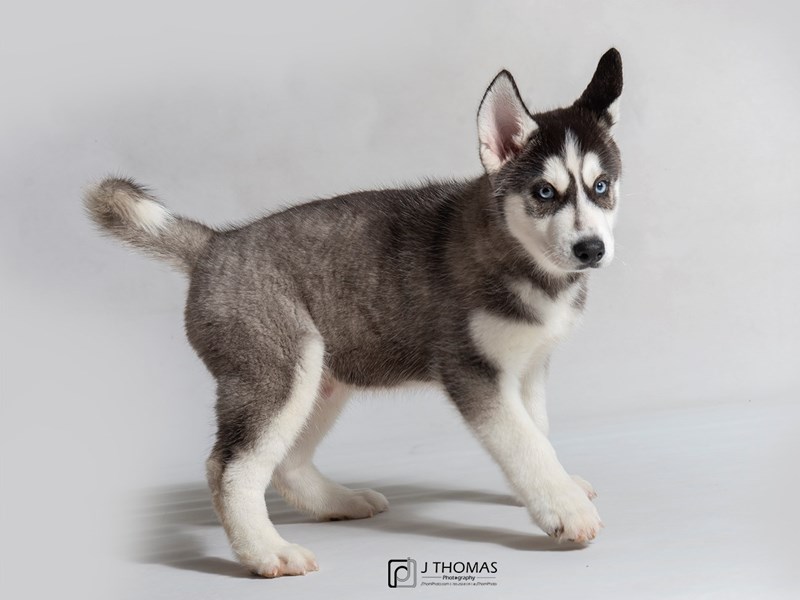 Siberian Husky Puppy Black / White ID:18474 Located at Petland