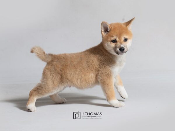 Shiba Inu DOG Male Red Sesame 18470 Petland Topeka, Kansas