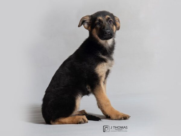 German Shepherd Dog DOG Female Black / Tan 18476 Petland Topeka, Kansas