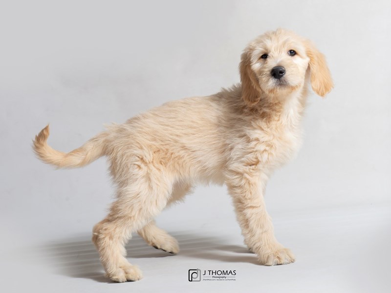 Goldendoodle-DOG-Female-Golden-3006103-Petland Topeka, Kansas
