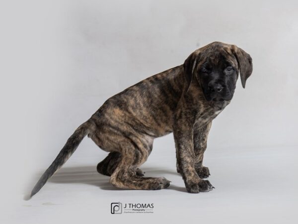 English Mastiff DOG Female Brindle 18461 Petland Topeka, Kansas