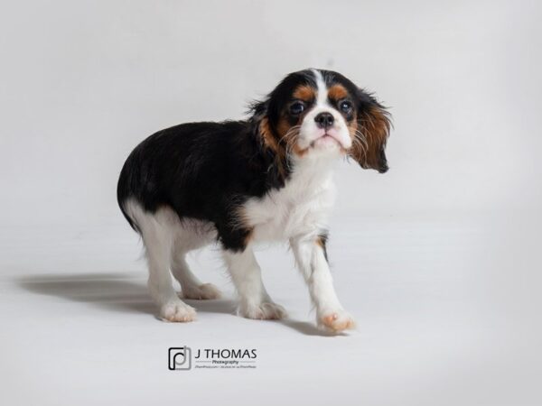 Cavalier King Charles Spaniel-DOG-Female-Tricolor-18467-Petland Topeka, Kansas