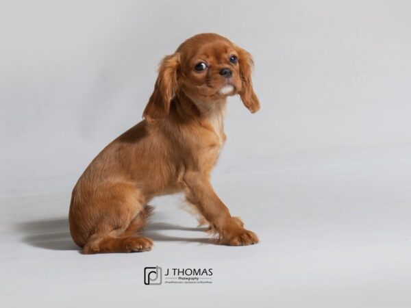 Cavalier King Charles Spaniel DOG Female Ruby 18464 Petland Topeka, Kansas