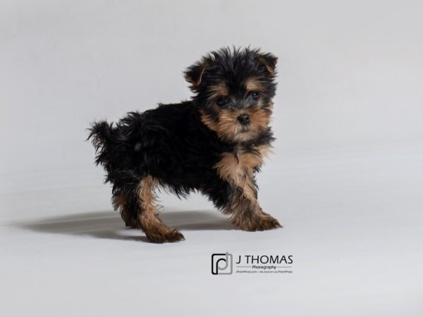 Yorkshire Terrier DOG Female Black / Tan 18475 Petland Topeka, Kansas