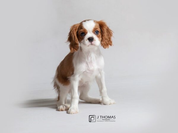 Cavalier King Charles Spaniel DOG Male Blenheim 18465 Petland Topeka, Kansas