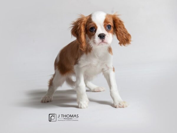 Cavalier King Charles Spaniel DOG Female Blenheim 18466 Petland Topeka, Kansas