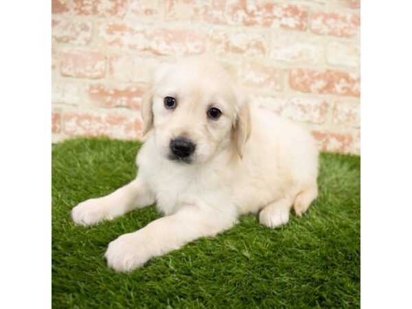 Golden Retriever DOG Male Golden 18480 Petland Topeka, Kansas