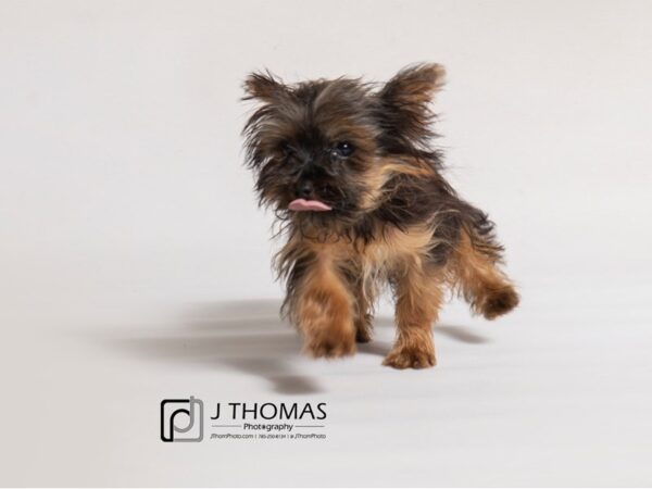 Yorkshire Terrier-DOG-Male--18490-Petland Topeka, Kansas