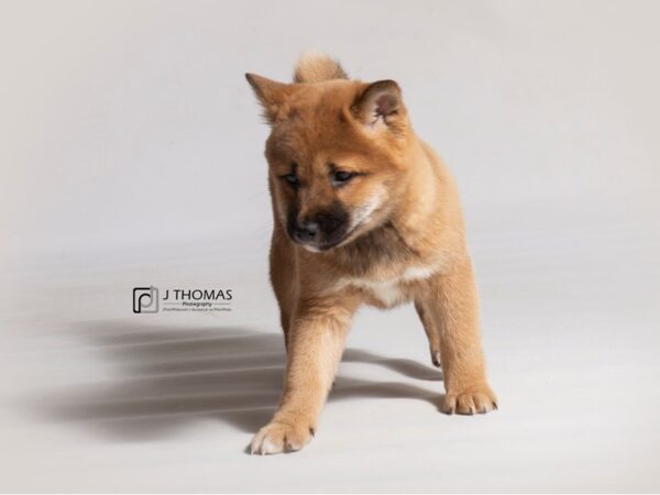 Shiba Inu DOG Female 18489 Petland Topeka, Kansas