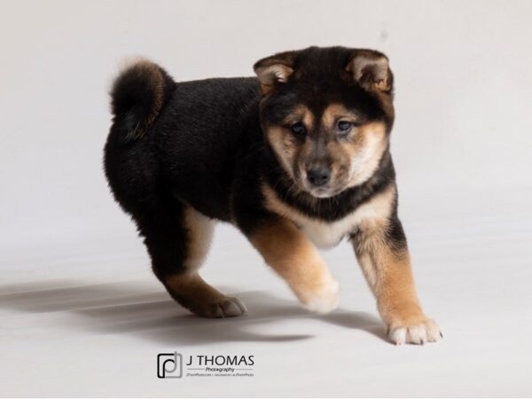 Shiba Inu-DOG-Male--18488-Petland Topeka, Kansas