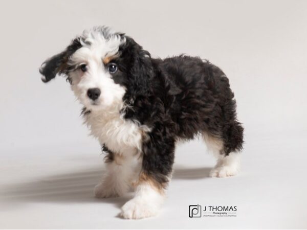 Mini Bernedoodle-DOG-Female--18487-Petland Topeka, Kansas