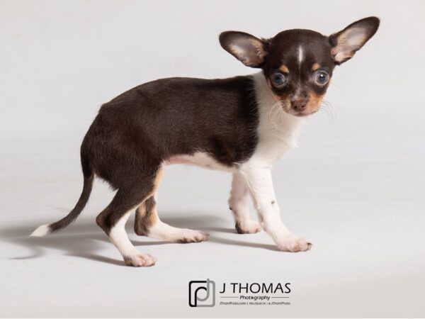 Chihuahua DOG Female Chocolate / White 18486 Petland Topeka, Kansas