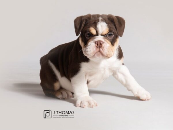 Bulldog DOG Female Chocolate White Tan 18485 Petland Topeka, Kansas