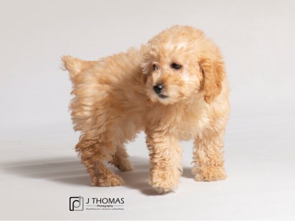 Poodle Mini-DOG-Female--18484-Petland Topeka, Kansas