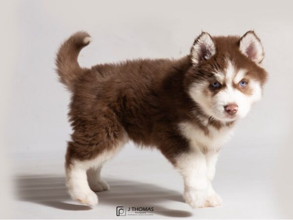 Siberian Husky DOG Male Red / White 18483 Petland Topeka, Kansas