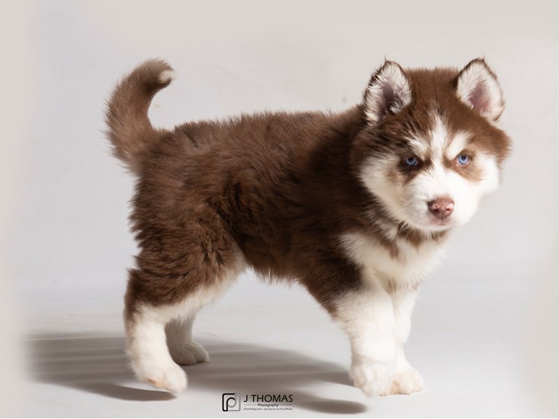 Male sales husky puppy