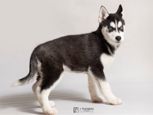 Siberian Husky DOG Female Black / White 18482 Petland Topeka, Kansas