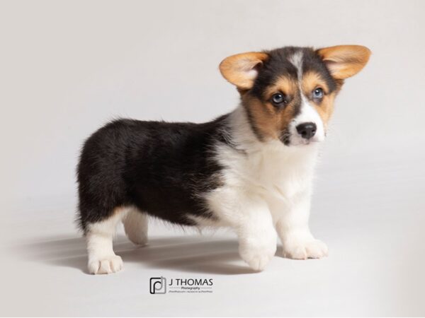 Pembroke Welsh Corgi DOG Male Tri-Colored 18481 Petland Topeka, Kansas