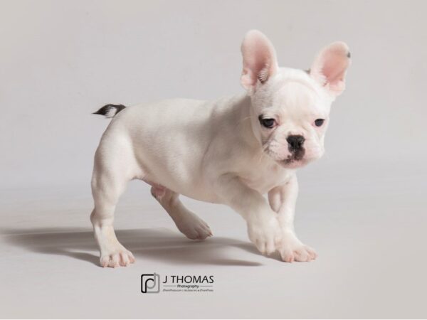 French Bulldog DOG Male White 18479 Petland Topeka, Kansas