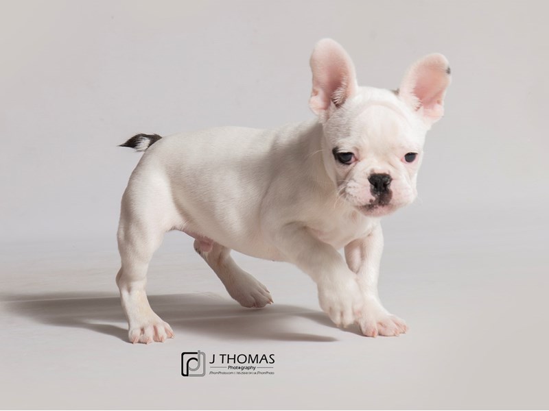 Grey and white sales french bulldog puppy
