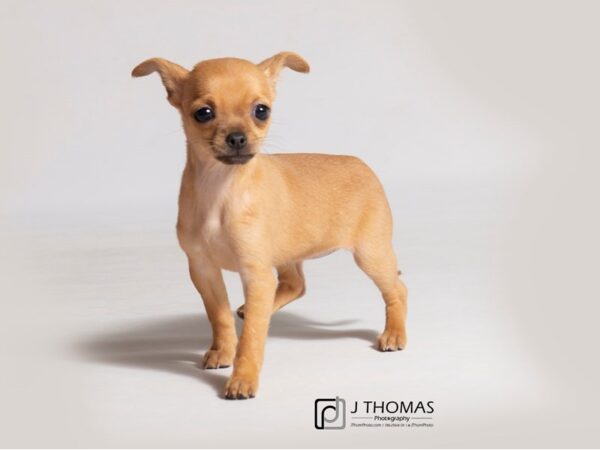 Chihuahua-DOG-Female-Fawn-18478-Petland Topeka, Kansas