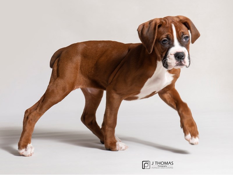 Boxer-DOG-Female-Fawn-3015330-Petland Topeka, Kansas