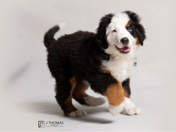 Bernese Mountain Dog DOG Male Black Rust / White 18452 Petland Topeka, Kansas