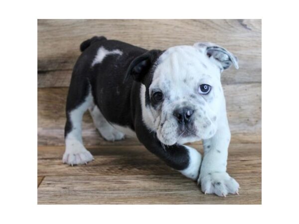 Bulldog DOG Male Black / White 18492 Petland Topeka, Kansas