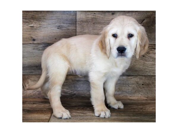 Golden Retriever DOG Male Light Golden 18493 Petland Topeka, Kansas