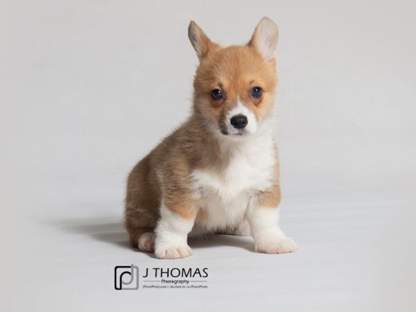 Pembroke Welsh Corgi DOG Female 18494 Petland Topeka, Kansas