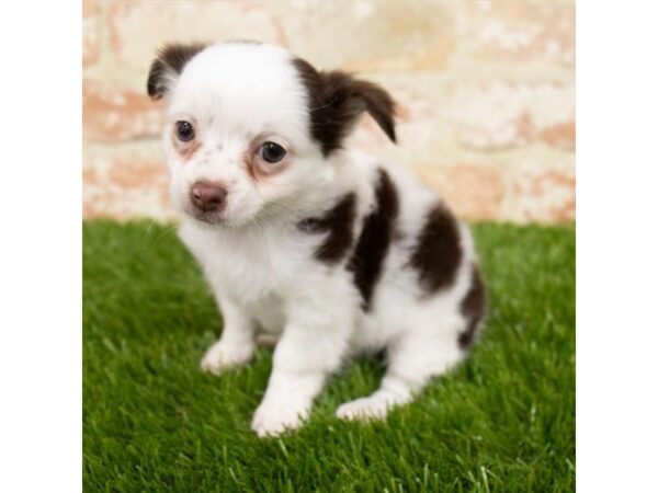 Chihuahua DOG Female Chocolate 18497 Petland Topeka, Kansas