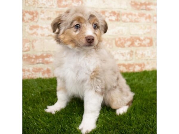 Miniature American Shepherd DOG Female Red Merle 18498 Petland Topeka, Kansas