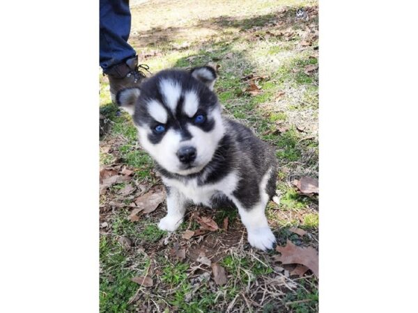 Siberian Husky DOG Female Black / White 18501 Petland Topeka, Kansas