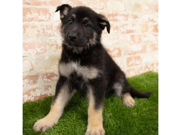 German Shepherd Dog DOG Female Black / Tan 18500 Petland Topeka, Kansas