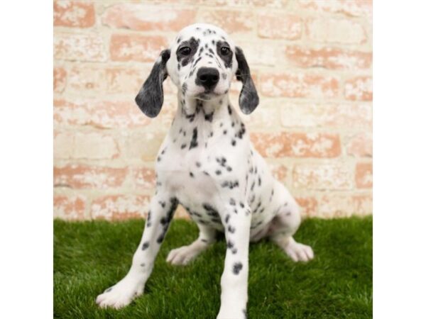 Dalmatian DOG Female Black / White 18499 Petland Topeka, Kansas