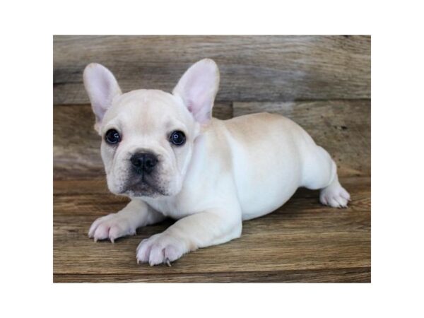 French Bulldog DOG Female Cream 18502 Petland Topeka, Kansas