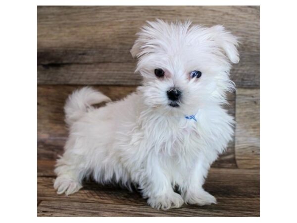 Maltese DOG Female White 18504 Petland Topeka, Kansas