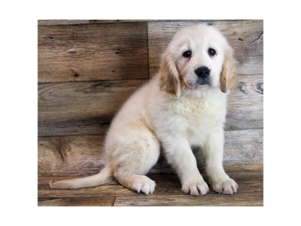 Golden Retriever DOG Male Light Golden 18503 Petland Topeka, Kansas