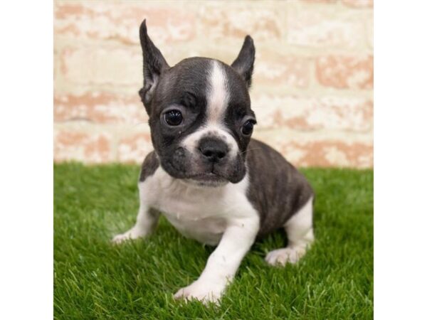 French Bulldog-DOG-Female-Brindle-18516-Petland Topeka, Kansas