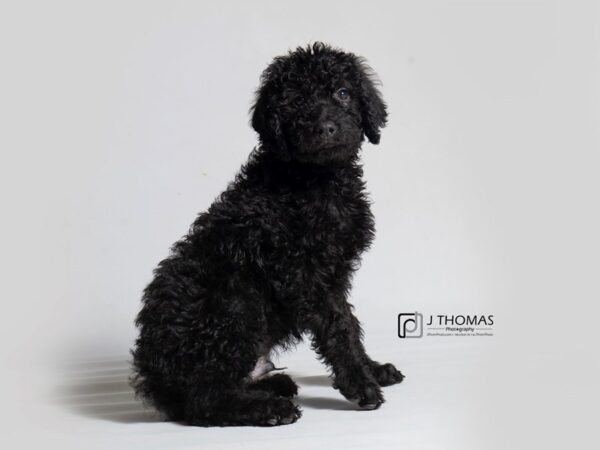 Labradoodle DOG Male BLK 18507 Petland Topeka, Kansas