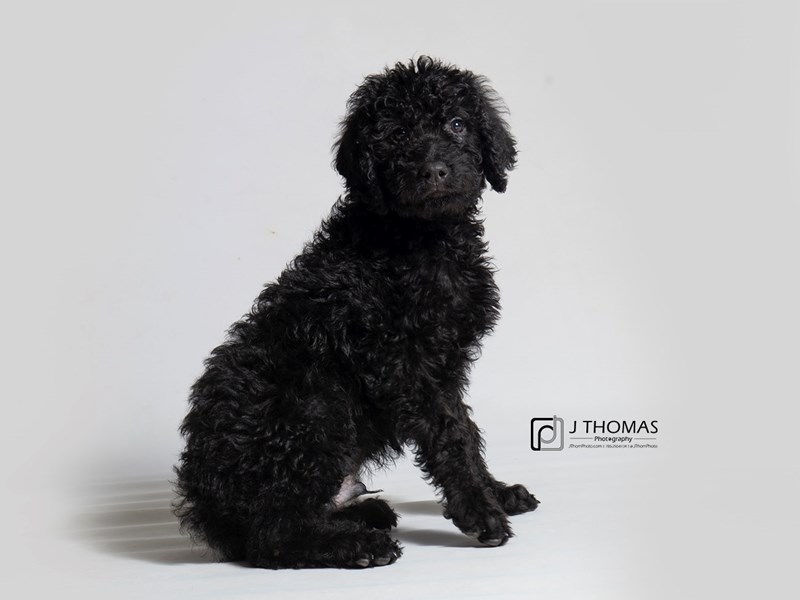 Labradoodle Puppy BLK ID:18507 Located at Petland Topeka, Kansas