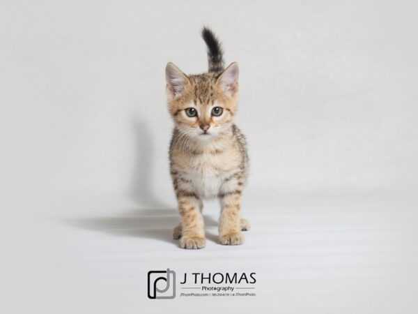 Savannah Cat-CAT-Male-Brown/Blk Spot-18506-Petland Topeka, Kansas