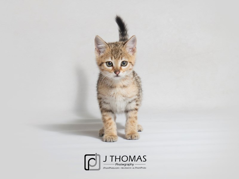 Savannah Cat-CAT-Male-Brown/Blk Spot-3047115-Petland Topeka, Kansas