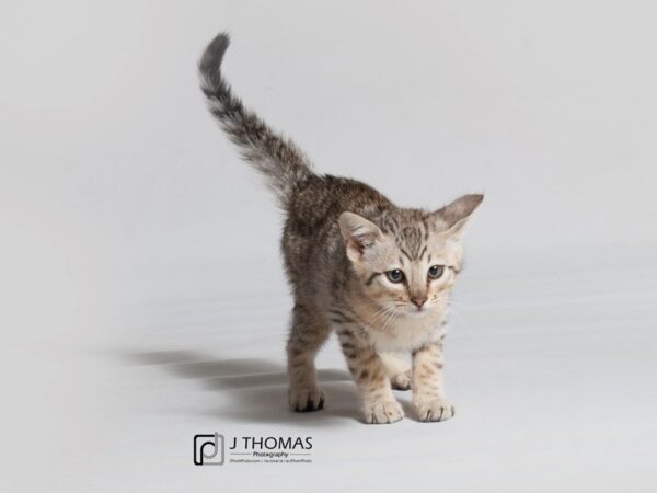 Savannah Cat CAT Male Silver/Blk Spot 18505 Petland Topeka, Kansas